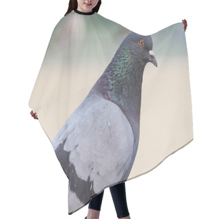 Personality  Portrait Of Pigeon Hair Cutting Cape