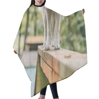 Personality  Grey Dog Walking Obstacle On Agility Trial Hair Cutting Cape