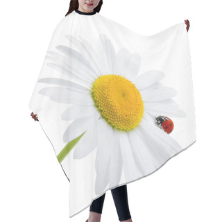Personality  Ladybug Is Sitting On Camomile Against Sky Hair Cutting Cape