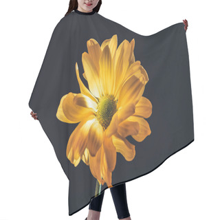 Personality  One Yellow Daisy Flower, Isolated On Black Hair Cutting Cape