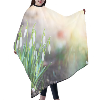 Personality  First Spring Flowers, Snowdrops In Garden, Sunlight Hair Cutting Cape