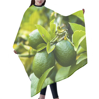 Personality  Clouse-up Of A Lime Tree Hair Cutting Cape