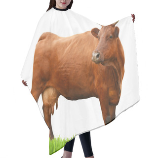 Personality  Cow On White Background. Farm Animal Concept. Hair Cutting Cape