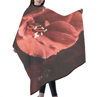 Personality  Close Up View Of Living Coral Amaryllis Flower On Dark Background Hair Cutting Cape