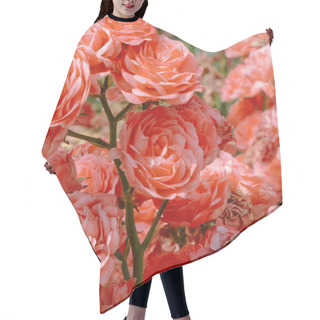 Personality  Bloom Roses Outdoors. Plant Lover Concept Art. Flowers Backgroun Hair Cutting Cape