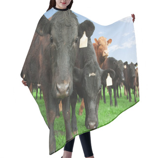 Personality  Beef Cattle On Farm Hair Cutting Cape