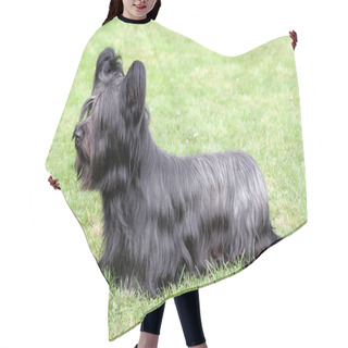 Personality  Funny Skye Terrier Hair Cutting Cape