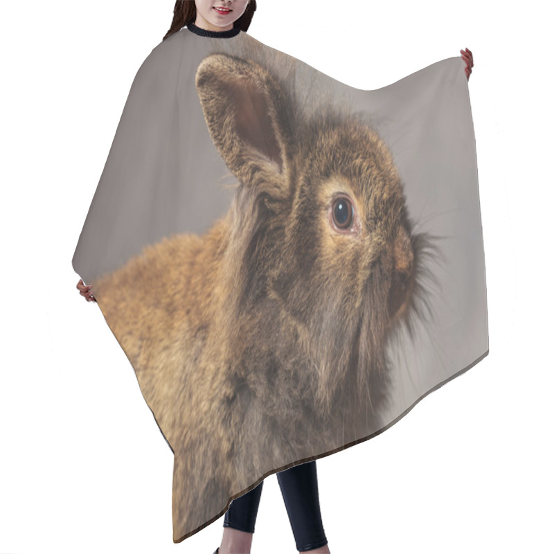 Personality  Brown Lion Head Rabbit Bunny On Grey Studio Backgroud. Hair Cutting Cape