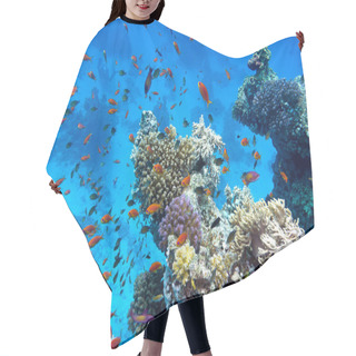 Personality  Coral Reef With Soft And Hard Corals With Exotic Fishes Anthias On The Bottom Of Tropical Sea On Blue Water Background Hair Cutting Cape