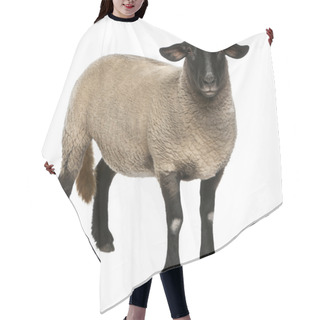 Personality  Female Suffolk Sheep, Ovis Aries, 2 Years Old, Standing In Front Of White Background Hair Cutting Cape