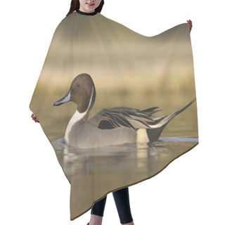 Personality  Northern Pintail, Anas Acuta Hair Cutting Cape