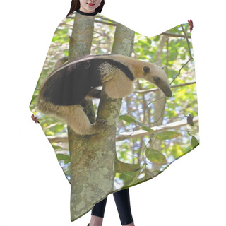 Personality  A Tamandua In A Tree At Corcova National Park In Costa Rica Hair Cutting Cape