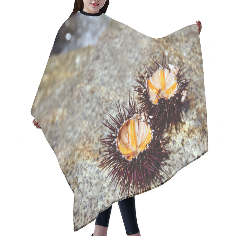 Personality  Sea Urchins On Stone, Selected Focus Hair Cutting Cape