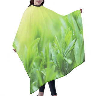 Personality  Tea Plantation Close Up Background Hair Cutting Cape