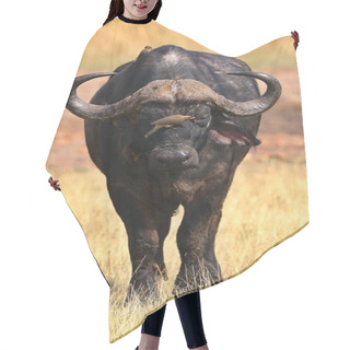 Personality  Buffalo In The Dry Nature Habitat Hair Cutting Cape