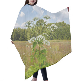 Personality  Cow Parsnip Blooms Hair Cutting Cape