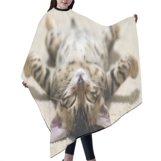 Personality  Kitten Sleeps Hair Cutting Cape