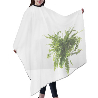 Personality  Beautiful Green Fern Plant In Pot On White Hair Cutting Cape