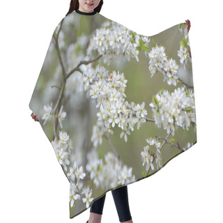 Personality  In The Spring In The Wild The Bush Of The Blackthorn Blooms Hair Cutting Cape