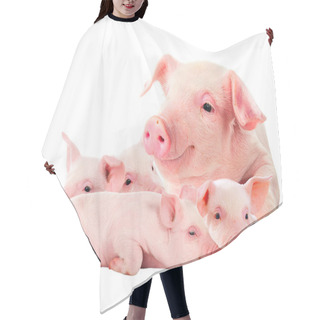 Personality  The Sow With Its Pink Piglets. Isolated On White. Hair Cutting Cape