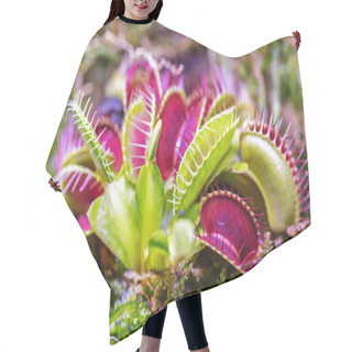 Personality  Macro Of A Venus Flytrap Plant Hair Cutting Cape