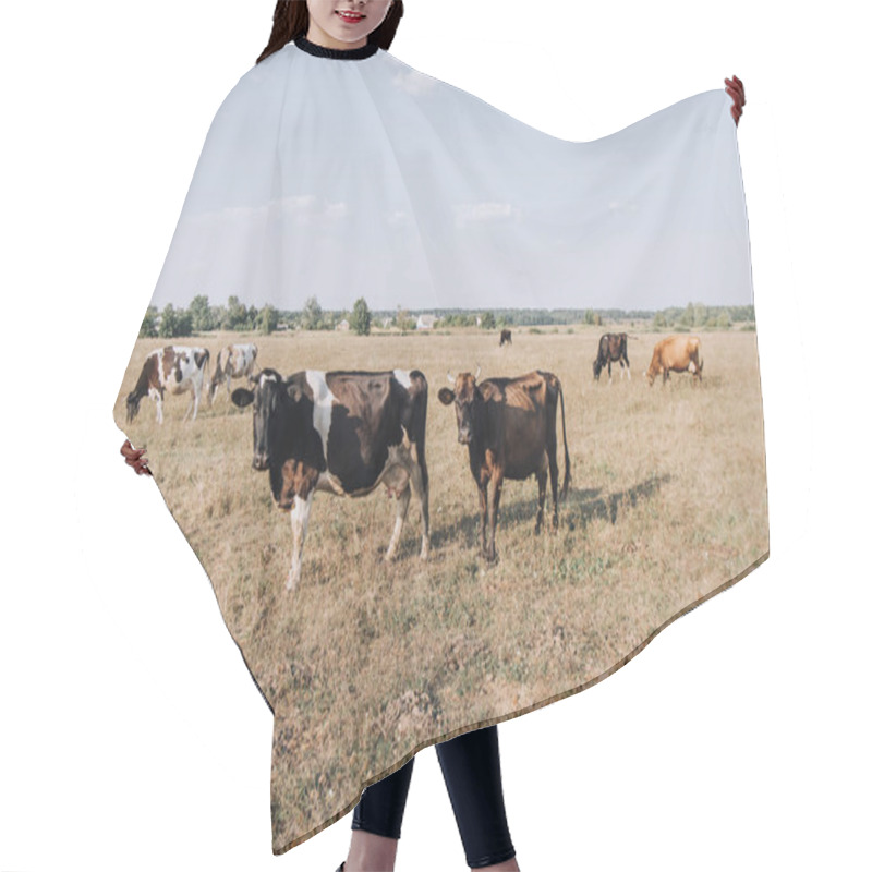 Personality  Rural Scene With Domestic Cows Grazing On Meadow In Countryside Hair Cutting Cape
