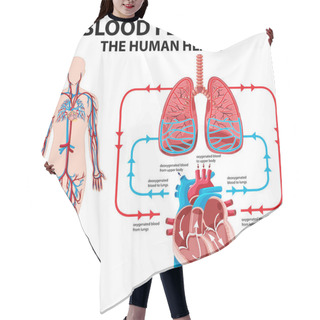 Personality  Diagram Showing Blood Flow Of Human Heart Illustration Hair Cutting Cape