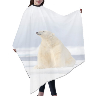 Personality  Polar Bear On Drift Ice Edge With Snow And Water In Norway Sea. White Animal In The Nature Habitat, Europe. Wildlife Scene From Nature. Dangerous Bear Walking On The Ice, Beautiful Evening Sky. Hair Cutting Cape
