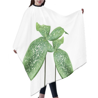 Personality  Ornamental Varieties For Gardening Hair Cutting Cape