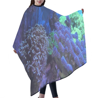 Personality  Underwater View Of A Coral Hair Cutting Cape