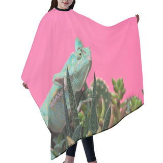 Personality  Close-up View Of Chameleon Crawling On Succulents Isolated On Pink  Hair Cutting Cape