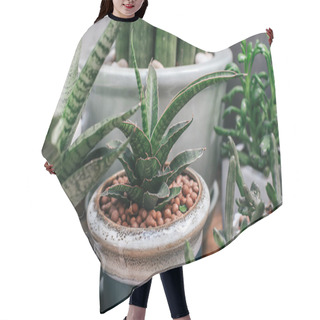 Personality  Green Houseplants Cactus Succulent Aloe Vera, Gasteria Duval, Parodia Warasii In Sponge Clays Use For The Moisture Retention Of The Plant In The Flower Pot. Decoration In House   Hair Cutting Cape