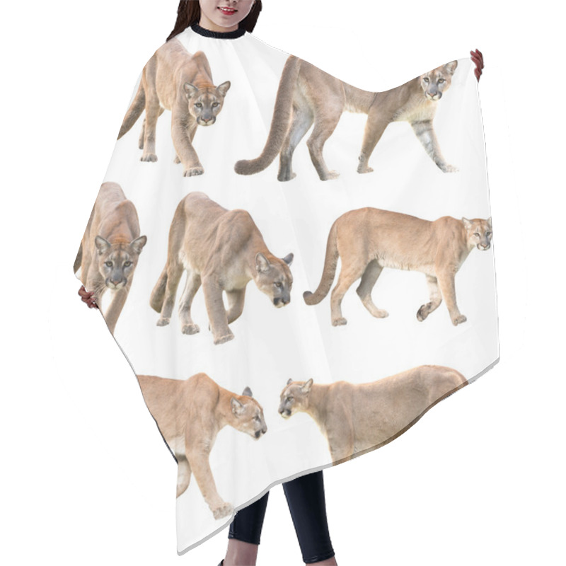 Personality  Puma Or Cougar Isolated  Hair Cutting Cape