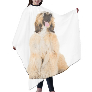 Personality  Afghan Hound Hair Cutting Cape