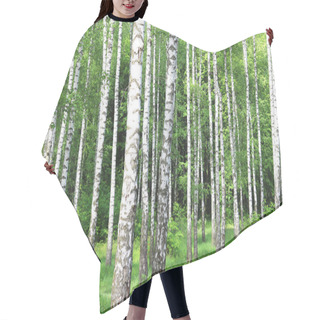 Personality  Beautiful Birch Trees With White Birch Bark In Birch Grove With Green Birch Leaves Hair Cutting Cape