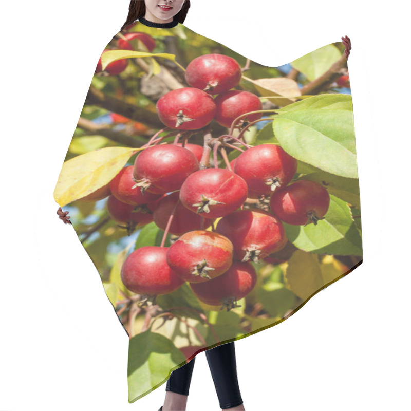 Personality  Crabapple And Wild Apple. Hair Cutting Cape