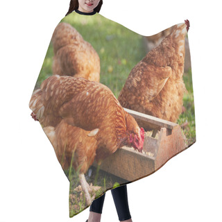 Personality  Chickens On Traditional Free Range Poultry Farm Hair Cutting Cape