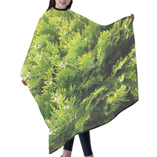 Personality  A Dense, Textured Backdrop Of Thuja Tree Branches With Their Signature Scale-like Green Foliage, Creating A Lush Evergreen Tapestry Of Intricate Patterns And Natural Beauty. Hair Cutting Cape