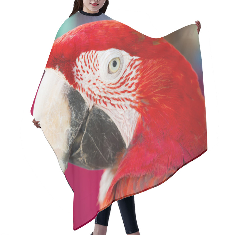 Personality  Close Up Shot On Eye Of Red Macaw Hair Cutting Cape