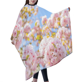 Personality  Selective Focus Of Beautiful Sakura Tree Blossom Against Blue Sky Backdrop Hair Cutting Cape