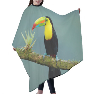 Personality  Wildlife From Yucatn, Mexico, Tropical Bird. Toucan Sitting On The Branch In The Forest, Green Vegetation. Nature Travel Holiday In Central America. Keel-billed Toucan, Ramphastos Sulfuratus.   Hair Cutting Cape