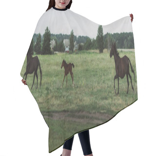 Personality  Side View Of Horses And Colt Running On Field, Horizontal Image Hair Cutting Cape