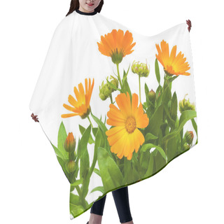 Personality  Calendula Flower On A White Background Hair Cutting Cape