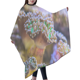 Personality  Corals Are Very Close Hair Cutting Cape