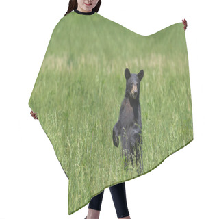 Personality  A North American Black Bear Standing In A Green Field With Copy Space. Hair Cutting Cape