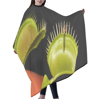 Personality  Carnivorous Plant With Prey Hair Cutting Cape