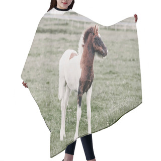 Personality  Foal Hair Cutting Cape