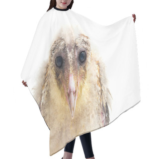 Personality  A Chick Of Barn Owl Tyto Alba Isolated On White Background Hair Cutting Cape