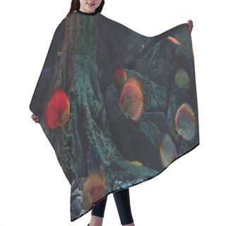 Personality  Goldfishes Swimming Under Water In Aquarium Hair Cutting Cape