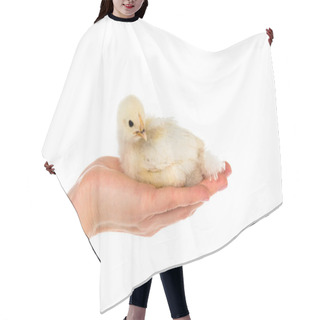 Personality  Cropped Shot Of Woman Holding Cute Chick In Hand Isolated On White Hair Cutting Cape